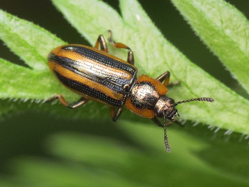 Prasocuris phellandrii (Linnaeus, 1758)